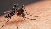 Recomendaciones para frenar la propagación del dengue