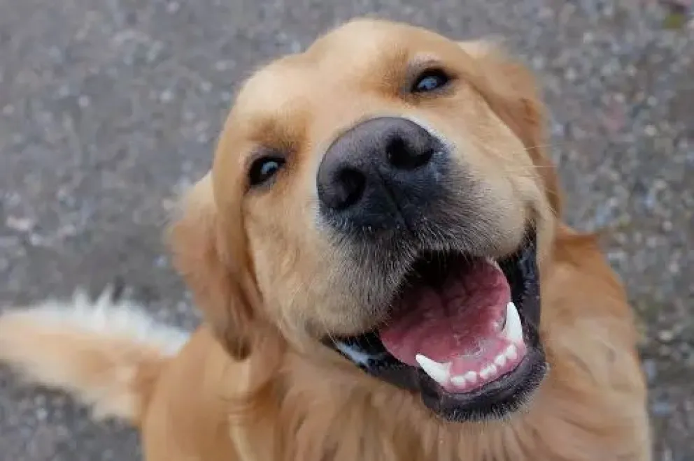 ¡Adiós al mito! Los perros no ven en blanco y negro