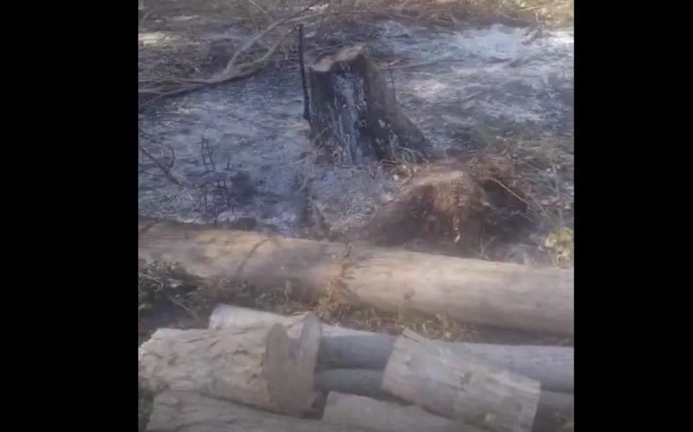 Denuncian tala destructiva de árboles en la costanera viedmense