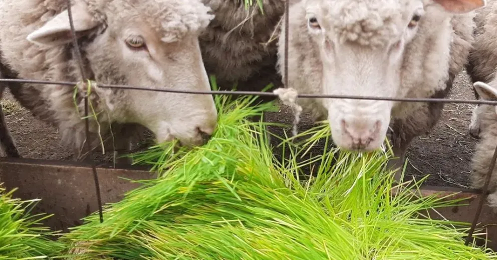 Juan Balogh en la ExpoAgro: "para mí es tocar el cielo con las manos"