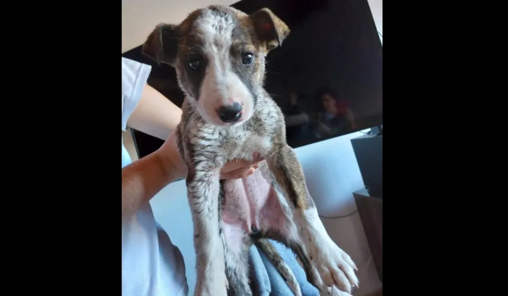 Una propuesta para ayudar a las mascotas que más necesitan 