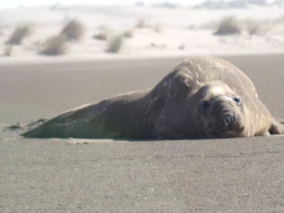 Parece que un elefante marino llegó para quedarse en San Blas