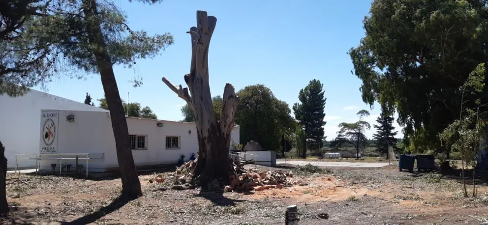 Llegó la tranquilidad: podaron un árbol peligroso en la Escuela "El Dique"