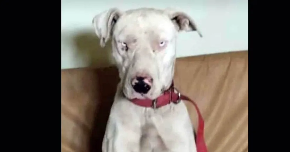 Desesperada búsqueda de una mascota, temen que lo usen para cazar