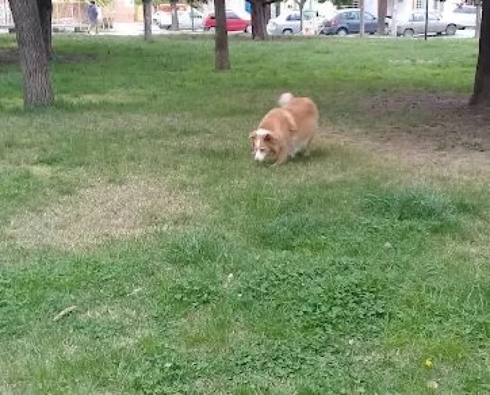 Dejó su auto estacionado, rompieron un vidrio y le robaron 100.000 pesos