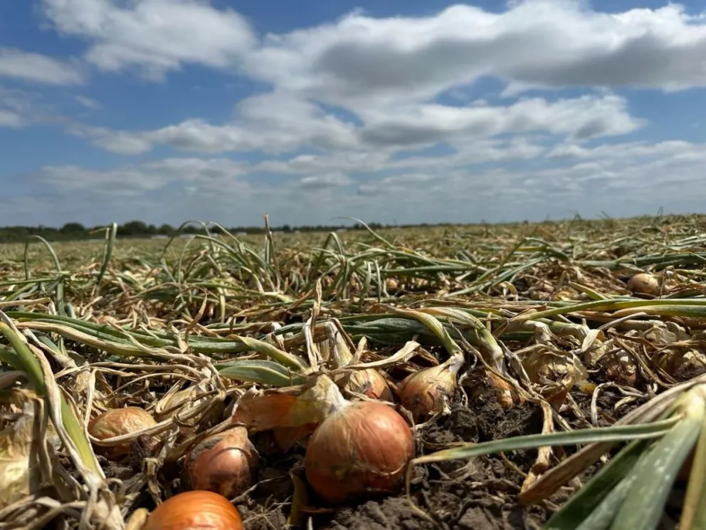 Expectativa por el comienzo de la temporada de la cebolla rionegrina 