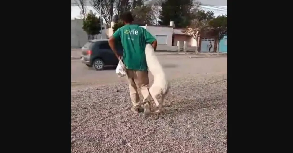 Un violador serial de perros acecha en San Antonio Oeste