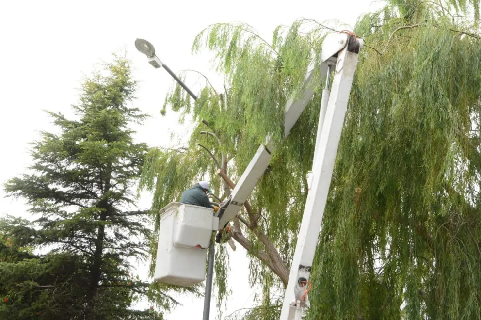 Tareas de despeje de ramas para optimizar la seguridad y la iluminación pública