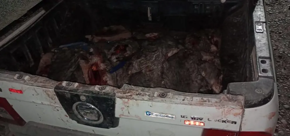 Operativo de la Brigada Rural en Viedma: secuestraron más de 40 vizcachas y un arma de fuego ilegal