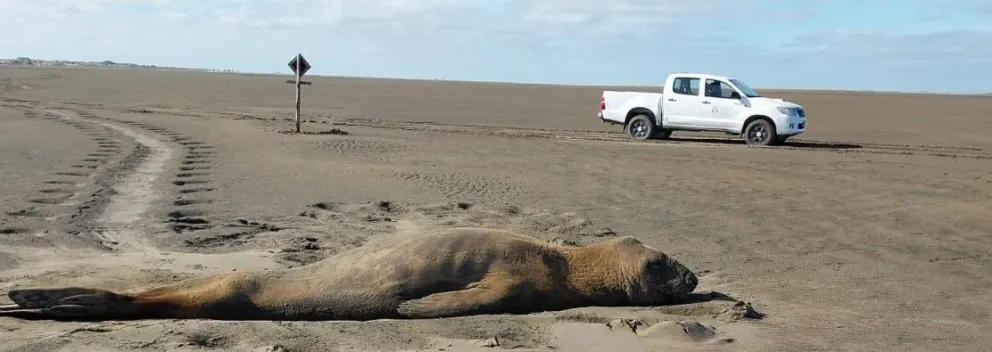 El elefante marino que apareció a fines de febrero sigue en la zona de San Blas 