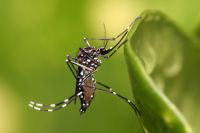 La epidemia de dengue alcanza récord histórico con más de 150 mil casos