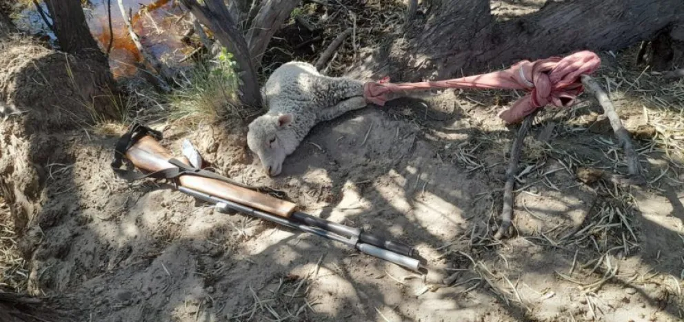 Detuvieron una banda de cuatreros en plena acción, queriendo robar ovejas 