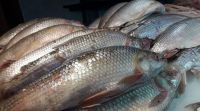 Semana Santa: cómo están los precios del pescado en la Feria Municipal  