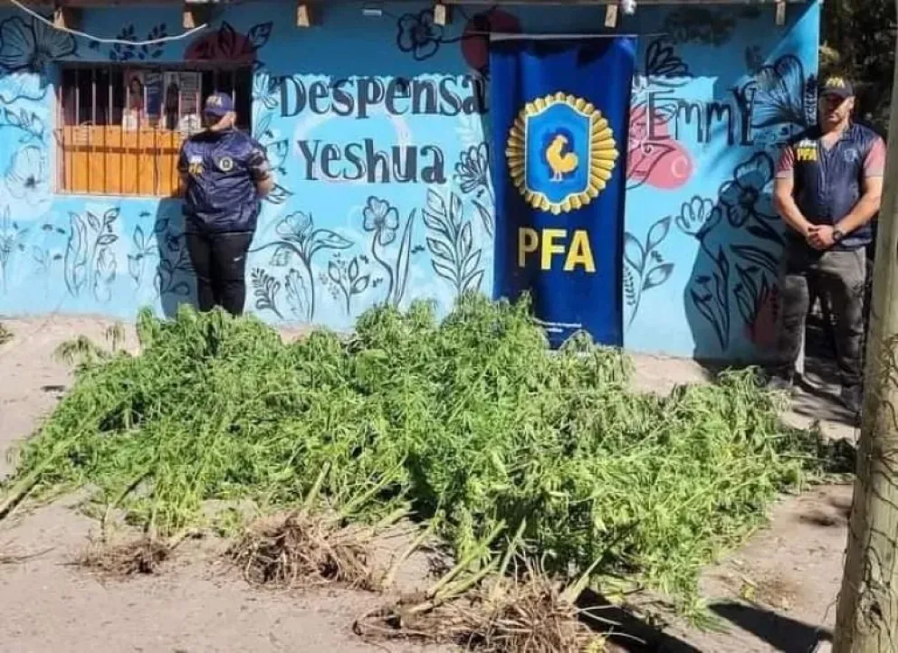 La Policía Federal detuvo a una pareja e incautó una plantación de marihuana en el Alto Valle
