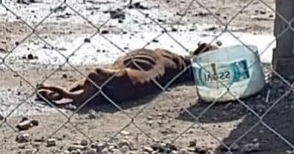 Rescatando Huellitas VDM: “Estamos desbordados de animales”