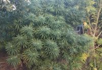 Polémica por el registro del programa de cannabis medicinal
