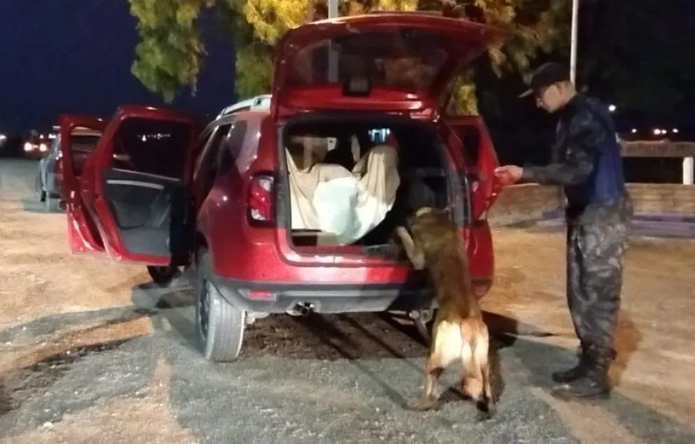 Viedma: de cuánto es la pena que le puede caber a la automovilista con una planta de marihuana