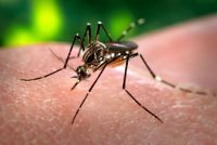 No encontraron el mosquito del dengue a pesar de las investigaciones