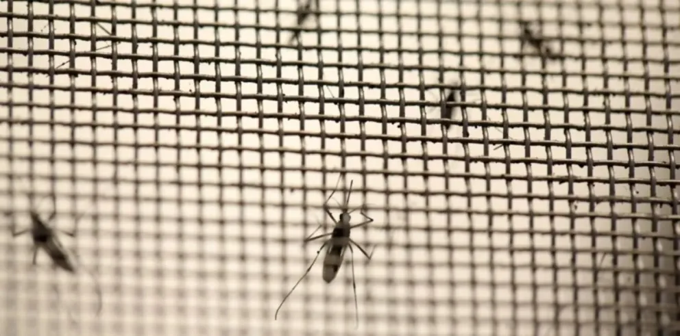 El dengue está cada vez más cerca: se detectó el mosquito vector en San Antonio Oeste