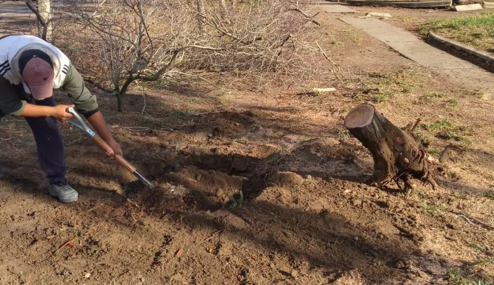 Trabajan en el mantenimiento de espacios verdes en Patagones