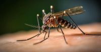 Dengue: las muertes ascienden a 161 en Argentina