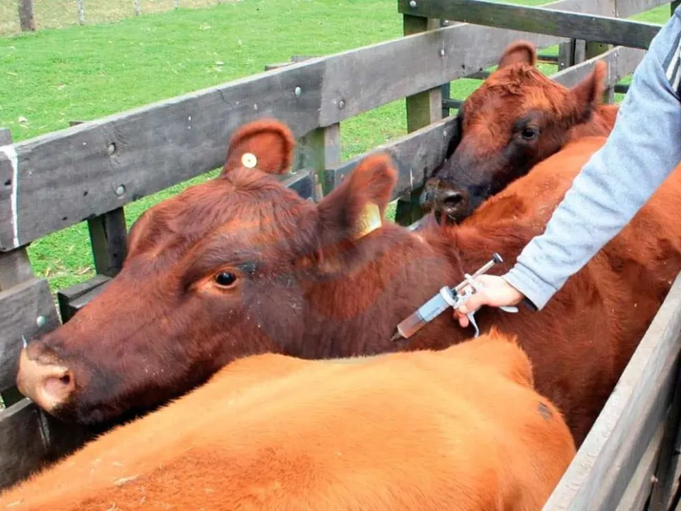 El Gobierno abre la importación de la vacuna bivalente contra la fiebre aftosa