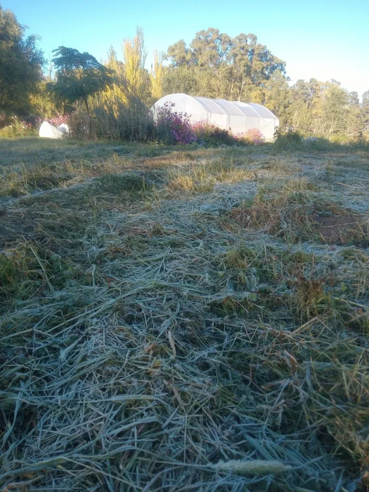 Con los primeros fríos empiezan a desaparecer los mosquitos