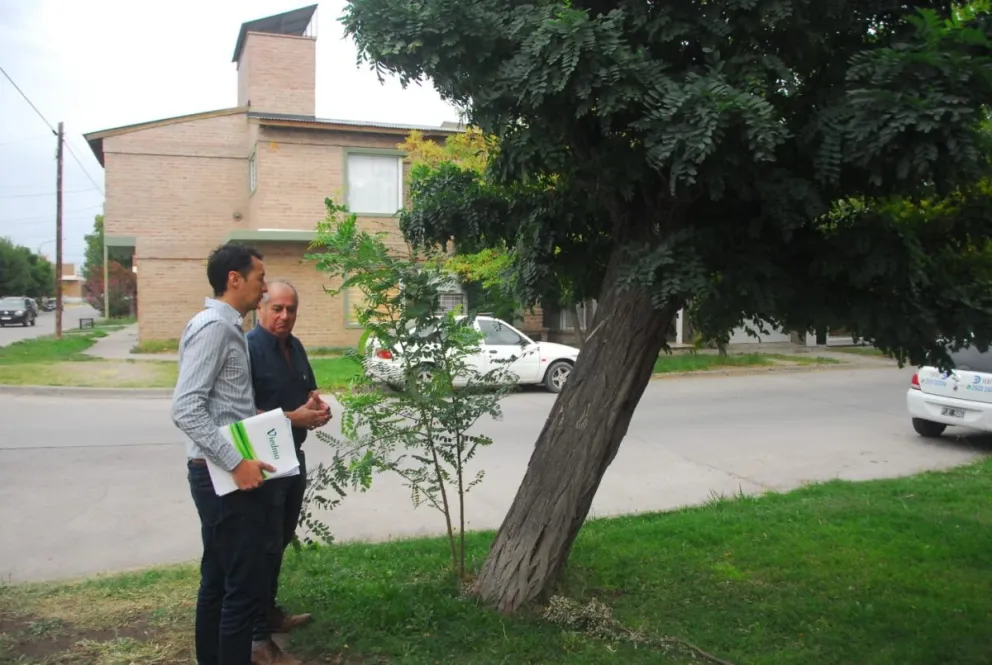 Impulsan actualización de la normativa que regula el arbolado urbano