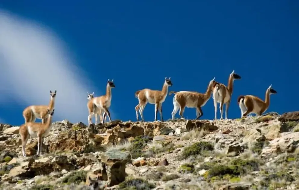 Polémica en Santa Cruz por habilitar la caza de zorros, pumas y guanacos