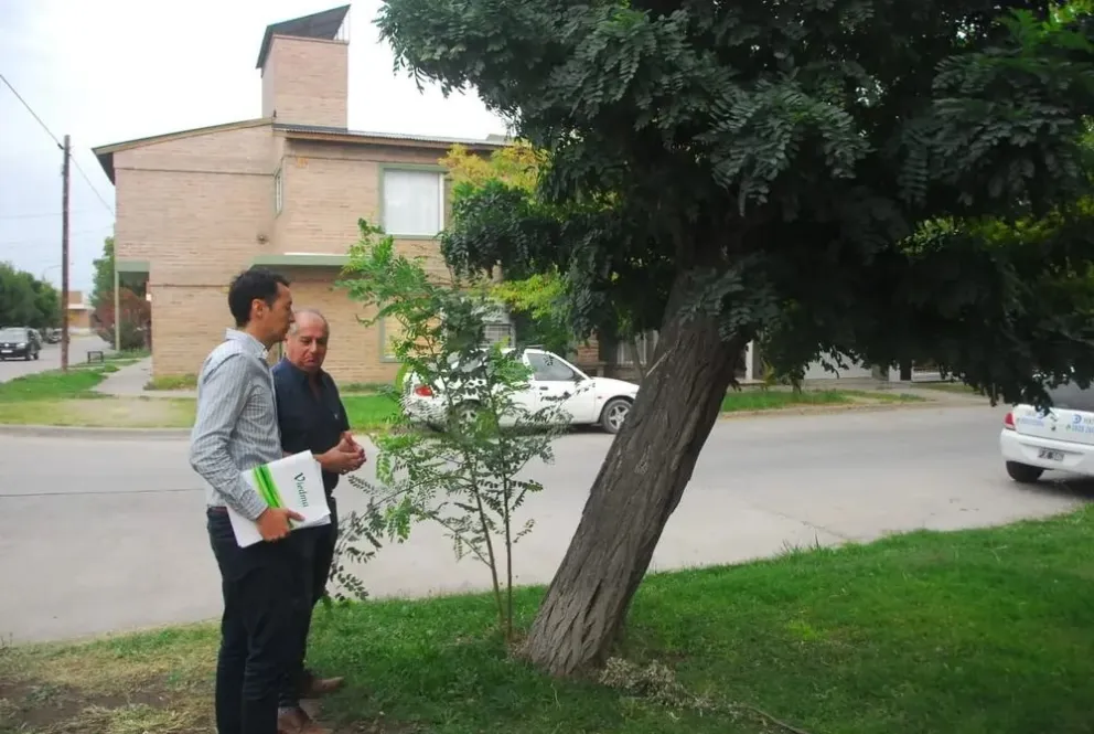 Regularización del arbolado público en Viedma: desde las especies no permitidas, hasta cuándo está permitido podar 