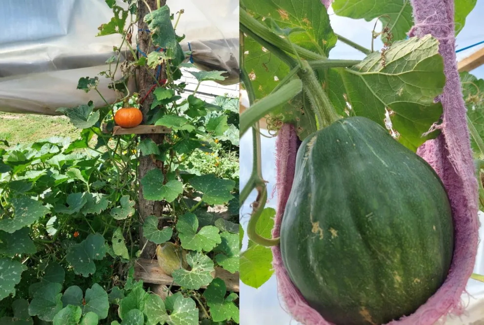 Huerta hogareña y cunicultura: alimento y salud contra la crisis