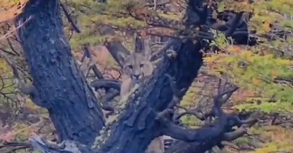Caminantes se encontraron con un puma que los observaba desde un árbol