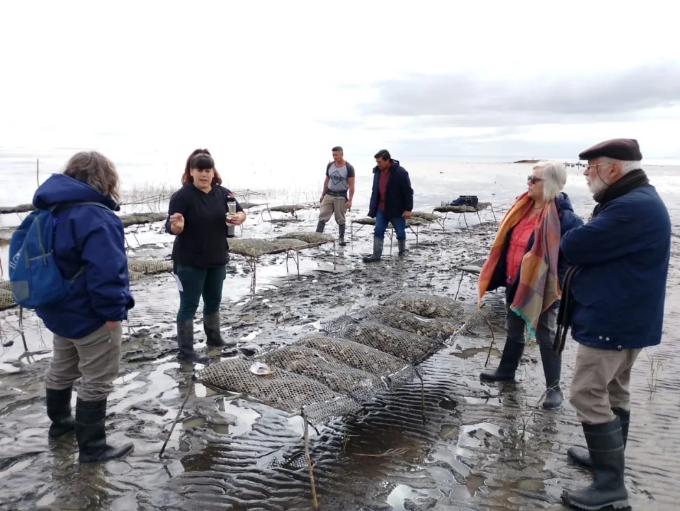 La producción de ostras y la ovina están en el eje de Patagones