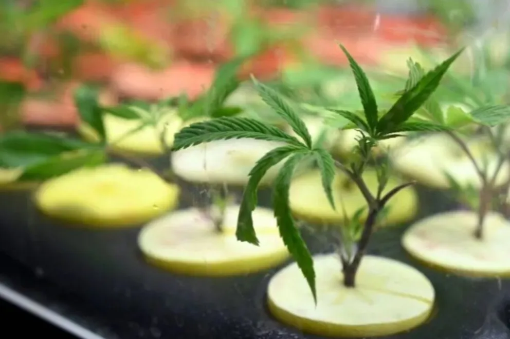 El Gobierno revisará inscripciones al REPROCANN tras detectar "irregularidades"