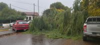 Video: un enorme árbol cayó en la costanera de Viedma