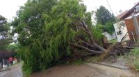 Peligro: se cayó un "monstruoso" árbol en El Cóndor