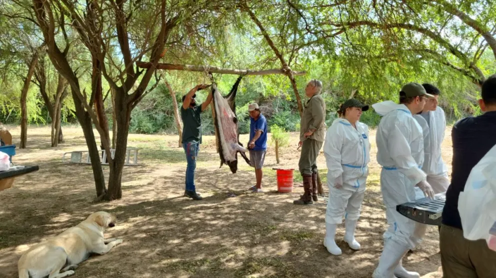 Cazadores rionegrinos de jabalí colaborarán con el SENASA 