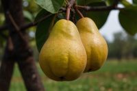 Manzanas y peras felices: el clima acompaña y se está desarrollando una buena producción frutícola