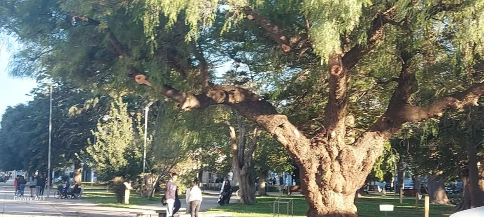 Enojo vecinal porque hasta un emblemático aguaribay no se salva de la motosierra