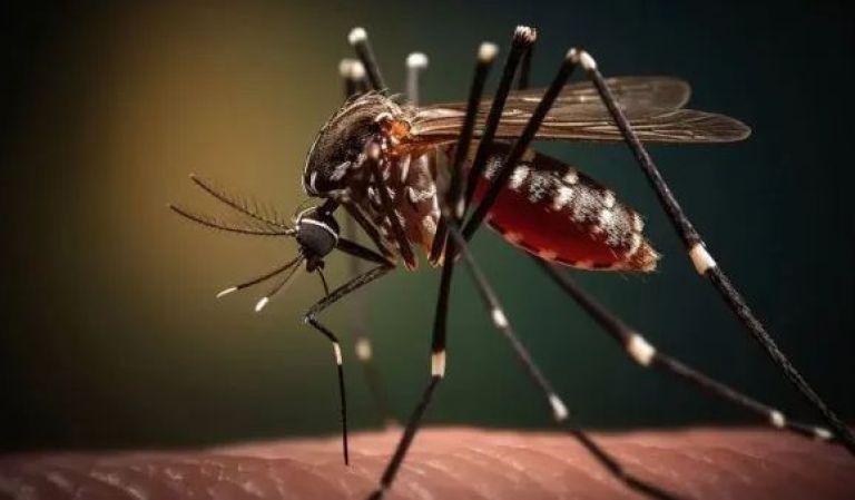 Aumenta la alerta por el dengue en Argentina: 238 muertes y más de 333 mil casos