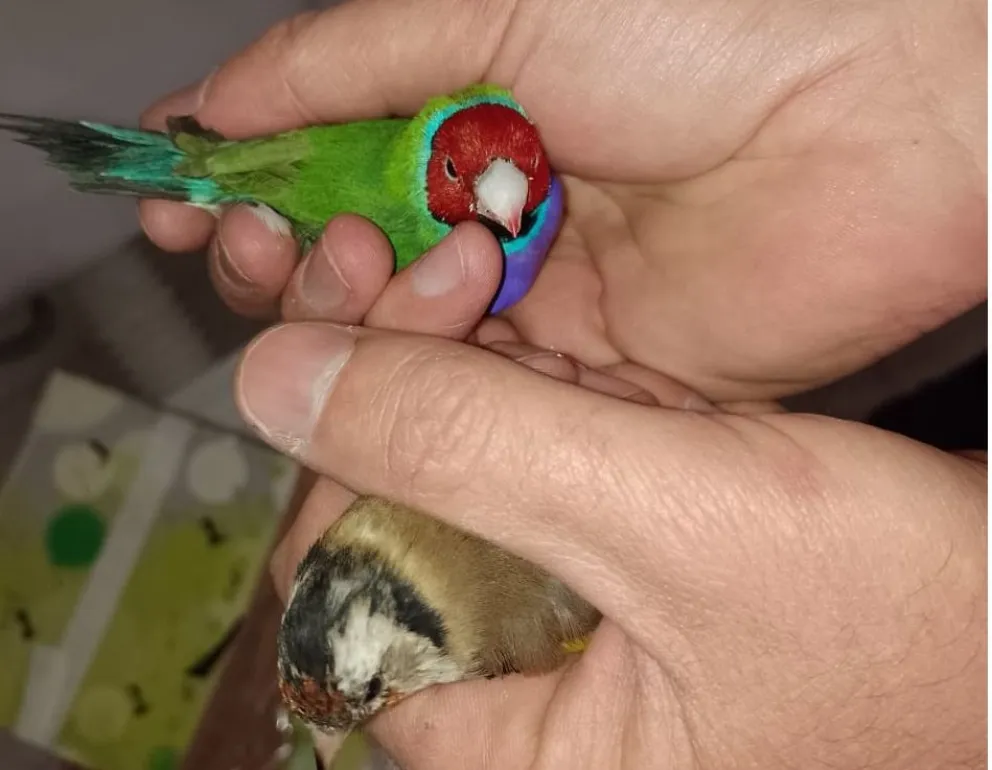 Encuentran especies exóticas escondidas en cajas de manzanas y recipientes de plásticos