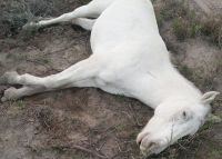 Mataron un caballo de un tiro en la cabeza en Patagones: el dueño pide testigos
