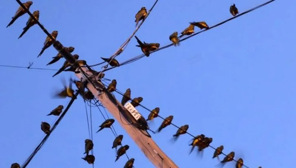 Un porteño quedó “flasheado” por los rayos láser de Pedro Luro