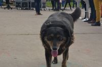 Caen nuevas denuncias al Juzgado de Faltas por mordeduras de perros