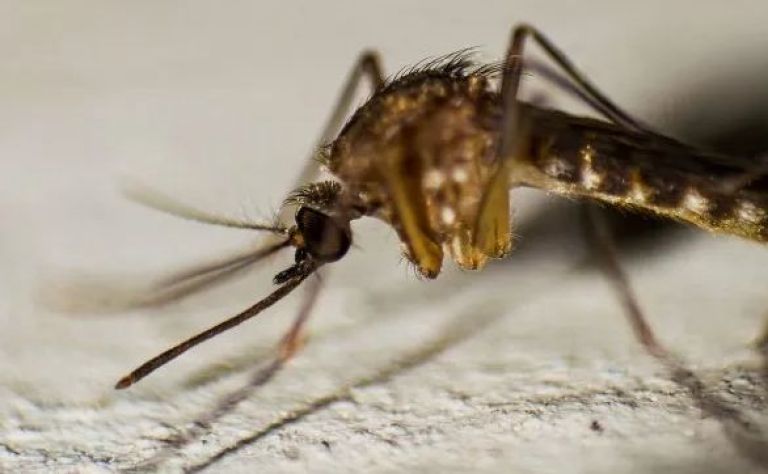 Dengue: el brote alcanza cifras récord y las autoridades se enfrentan al desafío climático