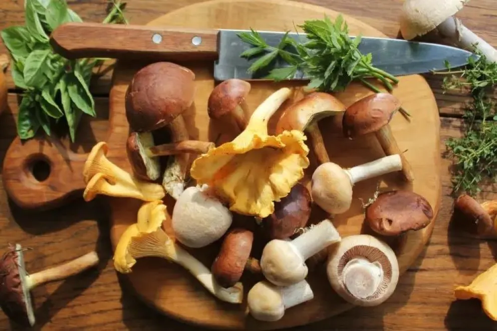 Todo listo para el primer seminario de hongos comestibles en la Comarca