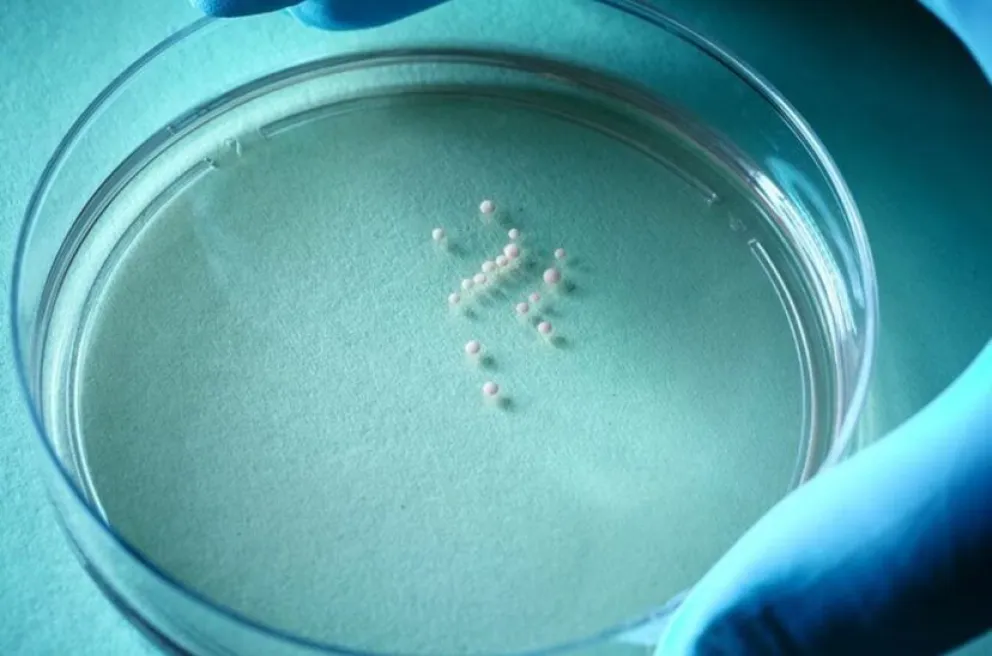 Avance científico: descubren un nuevo tratamiento para trastornos del autismo