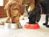 Cuánto cuesta mantener a las mascotas en Viedma: “La gente bajó la calidad del alimento”