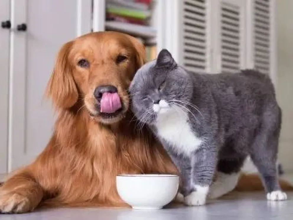 Un hermanamiento de mascotas y observan mayor compromiso con la tenencia responsable. En la ultima década perros y gatos tomaron mayor protagonismo en las familias. Foto: Archivo de NoticiasNet.