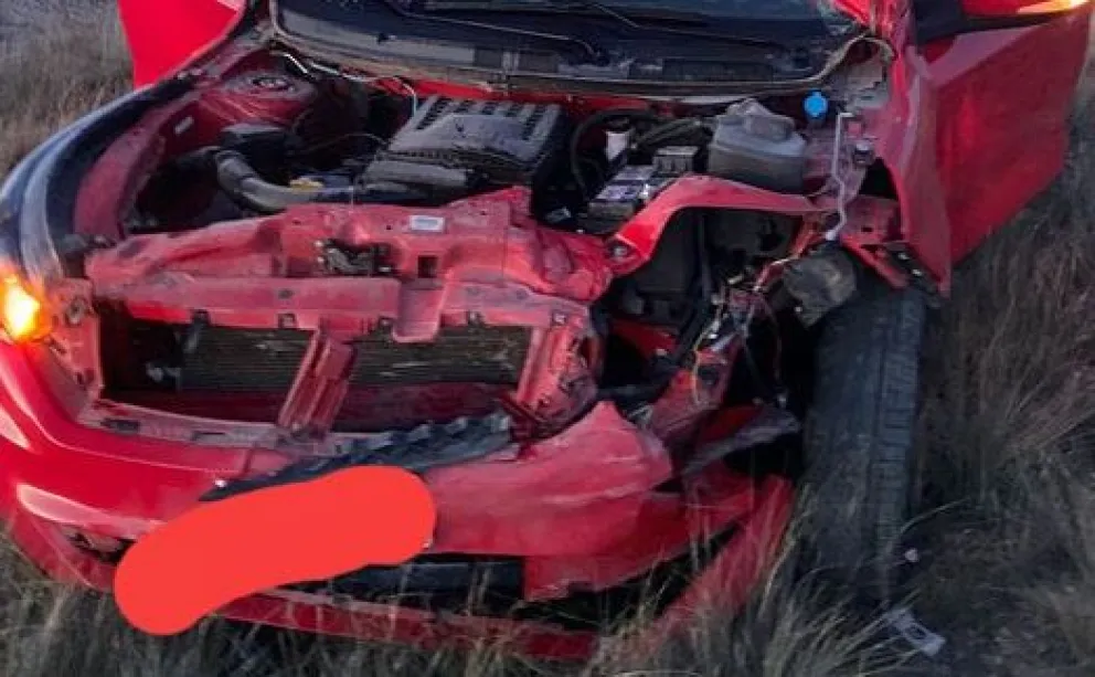 Accidentes con jabalíes: el peligro oculto que salen de los campos y en las sombras